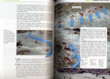Whitewater Safety And Rescue by Franco Ferrero